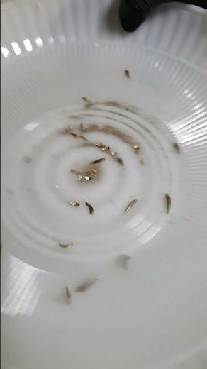 Silverfish infestation in an apartment block