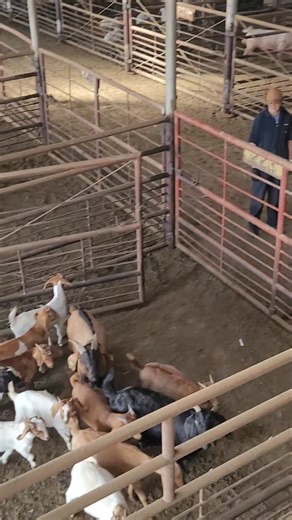 Midwest Exchange Regional Stockyards on Reels