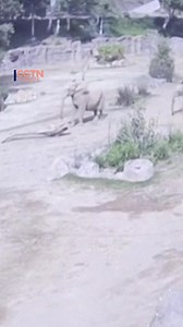 During a 5.2 magnitude earthquake that struck Southern California, a remarkable moment was captured on video at the San Diego Zoo Safari Park: five elephants instinctively formed a protective circle around their young as the ground shook. “They sort of freeze as they gather information about where the danger is,” explained Mindy Albright, curator of mammals at the park. Known for their intelligence and strong social bonds, elephants often respond to threats by clustering together — with the adul