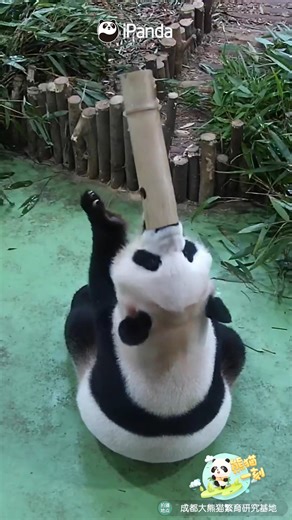12K views · 741 reactions | Panda is much smarter than expected. See how panda solves the problem of getting the snack in a thin bamboo tube with his big muzzle. (Hot Dry Noodles) #funnyreels #HiPanda #ChengduPandaBase #PandaMoment #PandaFun For more panda information, please check out: https://en.ipanda.com | iPanda | Facebook