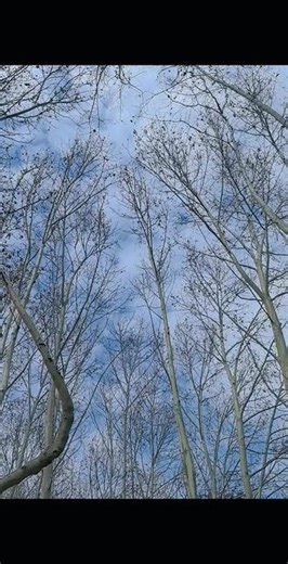 #大学校园 西安交通大学