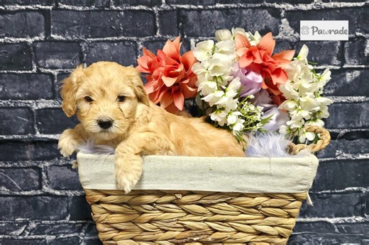 Gina - Whoodle Puppy 6E04A9