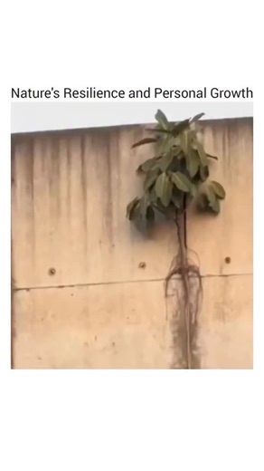 @gearheadgiggle on Instagram: "The video opens with a small tree growing out of a concrete wall, showcasing its roots and the surrounding environment, including a building facade and a body of water. It then transitions to a man covering his eyes with a cigarette in hand. An animated illustration follows, depicting two women with identical hairstyles and matching dresses watering a plant with a shared trunk. The scene shifts to a bald man lying on a couch, connected to an electrical outlet. Anot