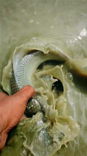 : Building an Emergency Fish Trap to Survive in the Wild​