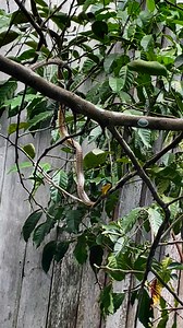 A cobra #Amazônia #natureza #amazonas #floresta #amazonia | Lugares fascinantes na Amazônia Railson Duarte17
