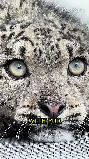 Snow Leopard: The Mysterious Kitten of the Clouds! ❄️🐱