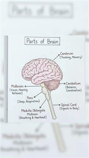 Parts of Brain | Labelled diagram of Brain | Function of Brain parts... #shorts