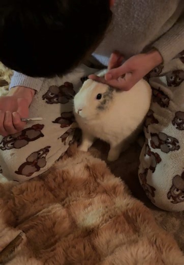 Dramatic Bunny's Evening Adventure