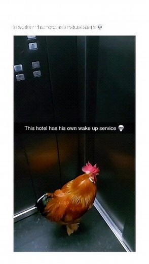 Michael kiswaga on Instagram: "This rooster works in this hotel to wake up people early in the morning🐓 Imagine waking up hearing a rooster crying in the hall💀🤣🤣🤣🤣 . . . Liked the content, plz follow @rabakination . . Credit to the owner 💫 . #funny#rooster#hotel#weird"