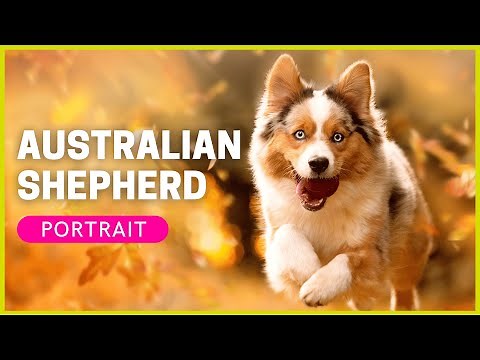 AUSTRALIAN SHEPHERD | Breed Portrait | Character & Attitude