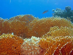 Fire coral - Alchetron, The Free Social Encyclopedia