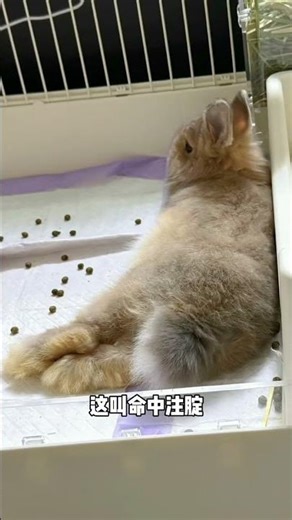 Rabbit Butt Workout: The Ultimate Guide to Rabbit Breeding & Pet Care