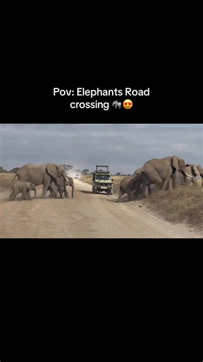 Elephants road crossing in Amboseli national park. 🐘✨ #elephants #amboseli #safari #elephant #wildlife @African Safaris & Zanzibar 🏝️ @ocean77788 @Michael | Scuba Instructor