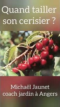 Quand tailler son cerisier ?