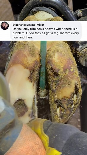 Do you only trim problem hooves??#natethehoofguy #fyp #foryoupage #hooftrimming #hoofcleaning #hoofpicking #oddlysatisfying #hoofcare #bedtime #bedtimeroutine