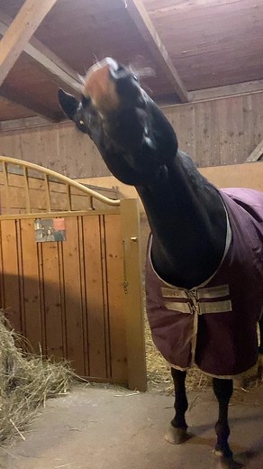 Cutie ✨💌 #horsesoftiktok #horsetok #horsesontiktok #equestrianlife #horselover #myhorse #cutie