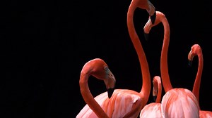 8.7K views · 1.5K reactions | An extremely well-known species, the...