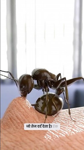 A look at the behavior of ants