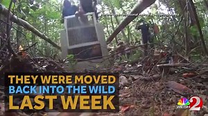 11K views · 100 reactions | Watch these rescued orangutans as they're released back into the wild. | WESH 2 News | Facebook