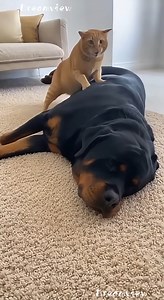 16M views · 317K reactions | That Fart Had Consequences   100% AI video for fun & laughs! Every scene is digitally created — no real animals, babies, or people.  Enjoy and share!  No reuploads. #AIreel #AIfunny #AIanimals #AIfun #CreativeAI #AIvideo #AImagic | Dreamview Productions | Facebook