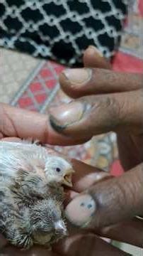 Finch Singing#babybirds #shorts #birds #viral