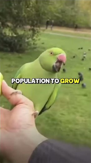 Jimi Hendrix is responsible for the wild parakeets in London