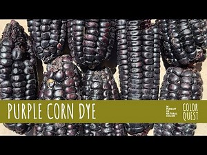 HOW TO MAKE NATURAL DYE WITH PURPLE CORN | ORGANIC COLOR | WOOL | CHINCHERO PERU | MAGENTA GARNET