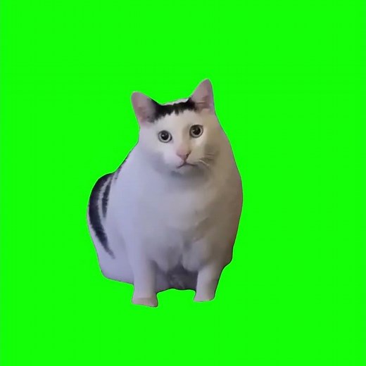 Huh Cat Original - Green Screen