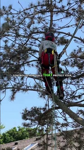 Tree Removal in Britton Michigan | Safe & Professional Service by Dungrove