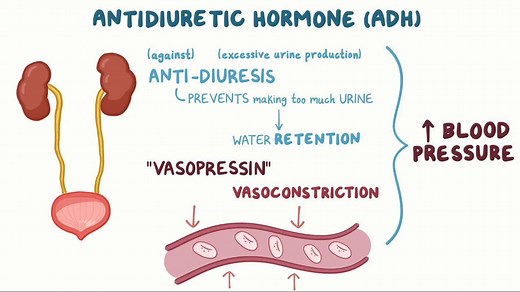 Video: Antidiuretic hormone - Video Explanation! | Osmosis | Osmosis