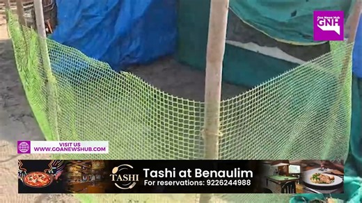 SEA TURTLE NESTING AT MORJIM BEACH ​On the night of the 30th at around 9:30 PM, a sea turtle laid 135 eggs at Temwada, Morjim beach. This follows an earlier nesting where another turtle laid 99 eggs. ​So far this season, two sea turtles have arrived at this beach to lay eggs. Last year, Morjim beach set a record with a total of 206 sea turtles nesting on its shores. #SeaTurtle #MorjimBeach #WildlifeConservation #TurtleNesting #GoaNature | Goa News Hub