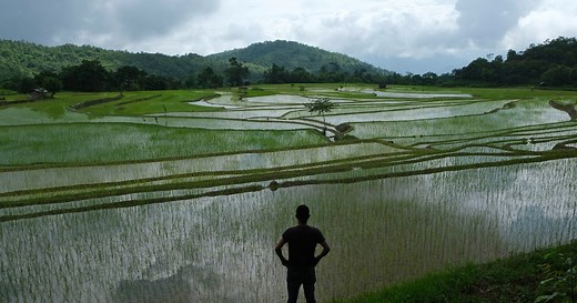 How India’s ban on some rice exports is ricocheting around the world