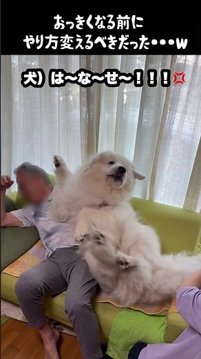 The Dog Owner Who Messed Up Raising Their Pet #greatpyrenees #lifeWithLargeDogs #LargeDogs #livin...