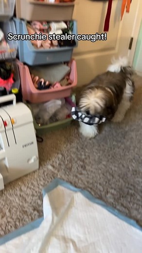 1.7K views · 34 reactions | I found the culprit of stealing over $1K of inventory! Shop here- https://enchantedscrunch.com/ | Enchanted Scrunch | Facebook