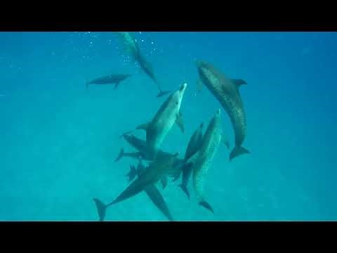 Aggressive Behavior of Wild Spotted Dolphins