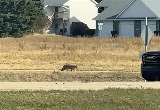 Another coyote across the street or maybe the same one 😁 ( fortunately I’ve never seen him go in the street) | Mary Balfanz