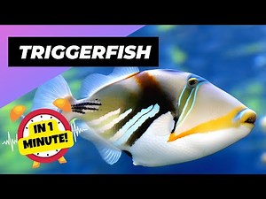 Trigger Fish - In 1 Minute! 🌊 One Of The Most Dangerous Ocean Creatures In The World