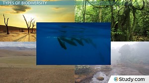 Biodiversity | Definition, Types & Examples - Video | Study.com