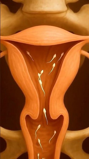 Identical vs Fraternal Twins Explained Inside Your Body #twins #fertilization #pregnancy
