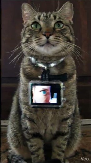 😼 Motion Detected… But Who’s Watching?! | Cat Goes Full GoPro Spy 🐈‍⬛🎥