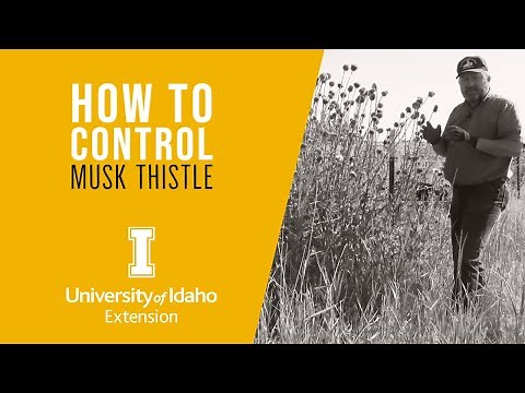 How to Control Weeds: Musk Thistle