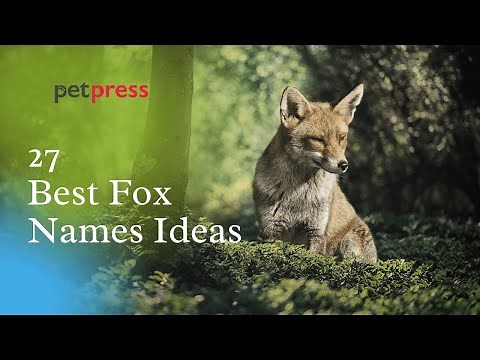 27 Best Fox Name Ideas To Name Your Pet Fox