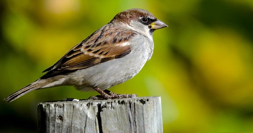 House Sparrow Identification, All About Birds, Cornell Lab of Ornithology