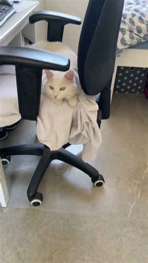 Cat spining cat