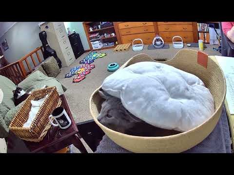 Henry Playing Under His Basket