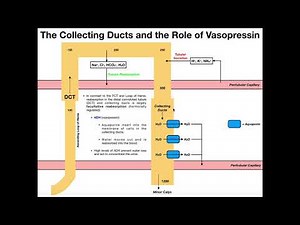 Functions & Histology of the Distal Convoluted Tubule & Collecting Ducts