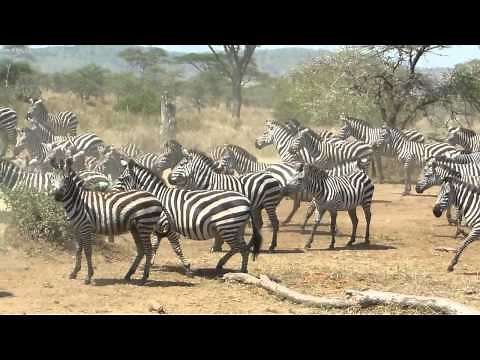 Zebras on the run