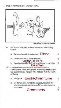 life sciences paper 1 june exams grade 12 life sciences exam thundereuc final grade 12 life sciences