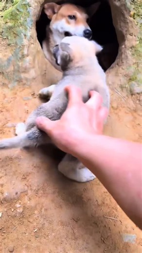 104K views · 21K reactions | The meat thing is causing trouble! #RuralDog #Dog #LittlePuppy #Puppy #Cutedog | Duy Van Tran | Facebook