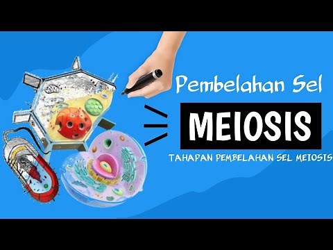 Meiosis | Stages of Meiosis 1 and 2